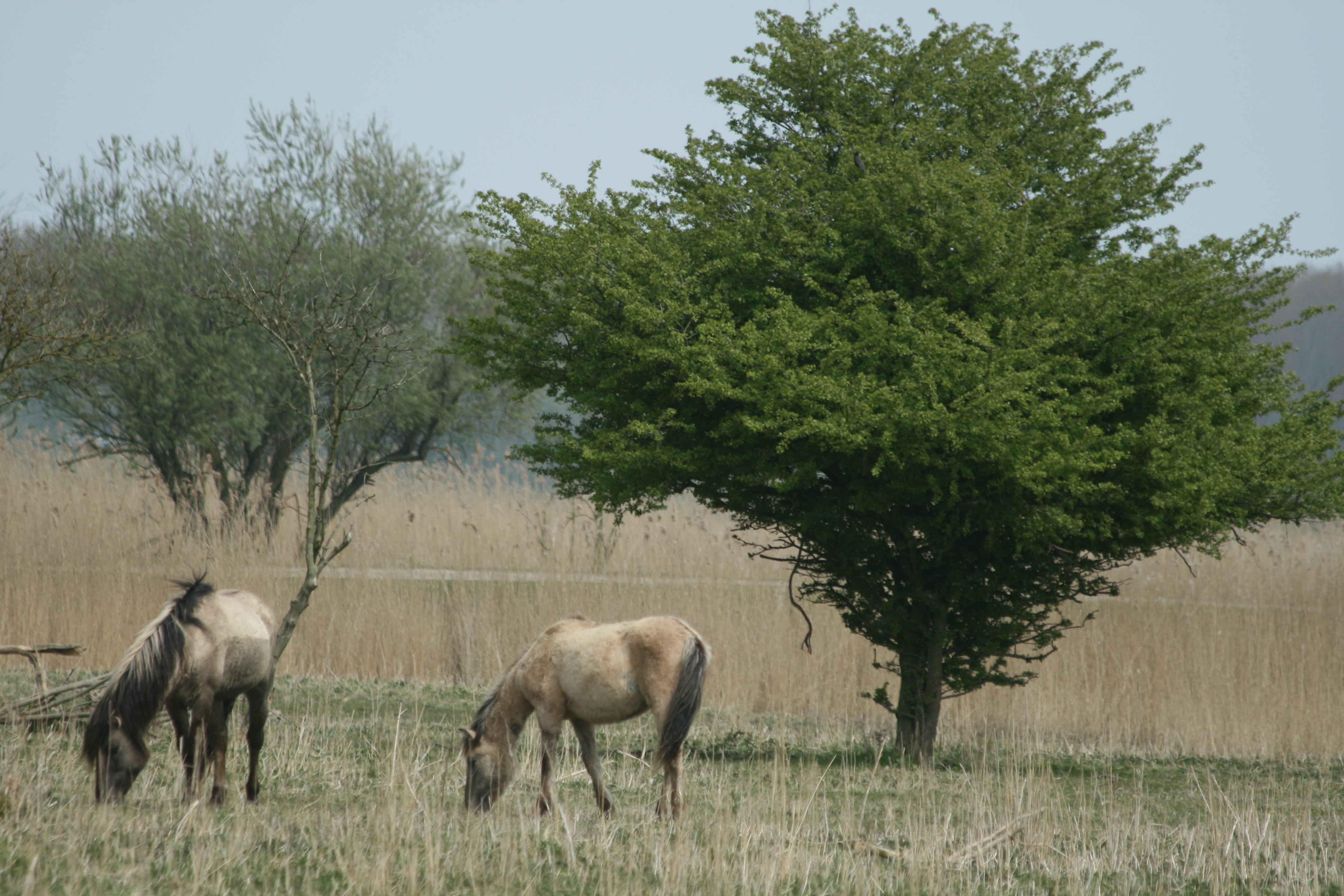 Oostvaardersplassen, zkráceně nová divočina v Holandsku. Několik kilometrů čtverečních na dohled od Masterodamu. se stády koní, krav a obrovskými hejny ptáků, kde si člověk připadá trochu jako na afrických pláních. Rozhodně zajímavý koncept péče o přírodu. Foto Lukáš Čížek